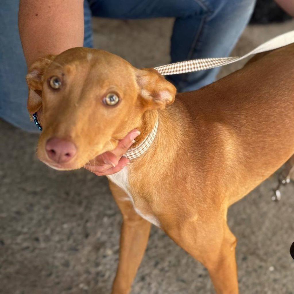 Podenco Buffy, 01/2026, Endgröße ca. 45 cm