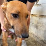 Podenco Maneto Burgos, 01/2026, Endgröße ca. 35 cm