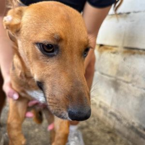 Podenco Maneto Burgos, 01/2026, Endgröße ca. 35 cm