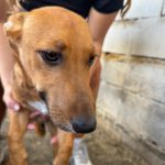 Podenco Maneto Burgos, 01/2026, Endgröße ca. 35 cm