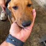 Podenco Maneto Burgos, 01/2026, Endgröße ca. 35 cm