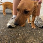 Podenco Maneto Burgos, 01/2026, Endgröße ca. 35 cm