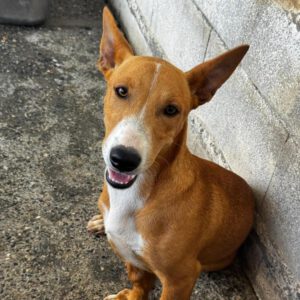 Podenco Maneto Cádiz, 01/2026, Endgröße ca. 35 cm