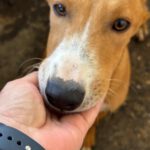 Podenco Maneto Cádiz, 01/2026, Endgröße ca. 35 cm