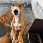 Podenco Maneto Cádiz, 01/2026, Endgröße ca. 35 cm
