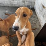 Podenco Maneto Cádiz, 01/2026, Endgröße ca. 35 cm