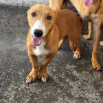 Podenco Maneto Cádiz, 01/2026, Endgröße ca. 35 cm