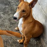 Podenco Maneto Cádiz, 01/2026, Endgröße ca. 35 cm