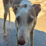 Podenco Ibicenco Careta, 02/2017, ca. 65 cm