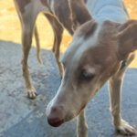 Podenco Ibicenco Careta, 02/2017, ca. 65 cm