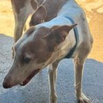Podenco Ibicenco Careta, 02/2017, ca. 65 cm