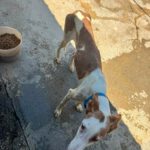 Podenco Ibicenco Careta, 02/2017, ca. 65 cm