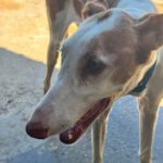 Podenco Ibicenco Careta, 02/2017, ca. 65 cm
