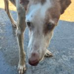 Podenco Ibicenco Careta, 02/2017, ca. 65 cm
