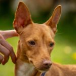 Podenco Chuti, 01/2025, ca. 43 cm, 21337 Lüneburg