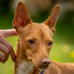 Podenco Chuti, 01/2025, ca. 43 cm, 21337 Lüneburg