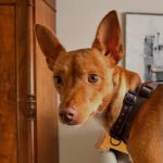 Podenco Chuti, 01/2025, ca. 43 cm, 21337 Lüneburg