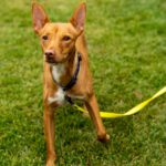 Podenco Chuti, 01/2025, ca. 43 cm, 21337 Lüneburg