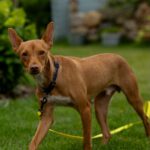 Podenco Chuti, 01/2025, ca. 43 cm, 21337 Lüneburg