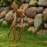 Podenco Chuti, 01/2025, ca. 43 cm, 21337 Lüneburg