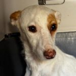 Podenco Cleo, 11/2025, ca. 40 cm