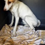 Podenco Cleo, 11/2025, ca. 40 cm
