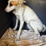 Podenco Cleo, 11/2025, ca. 40 cm