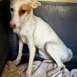Podenco Cleo, 11/2025, ca. 40 cm
