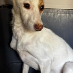 Podenco Cleo, 11/2025, ca. 40 cm
