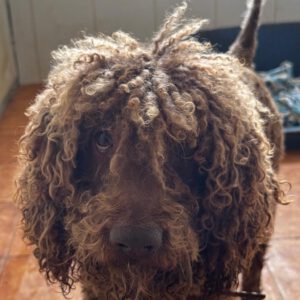 Wasserhund Colate, 01/2021, ca. 50 cm