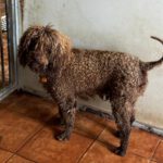 Wasserhund Colate, 01/2021, ca. 50 cm