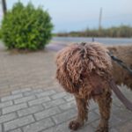 Wasserhund Colate, 01/2021, ca. 50 cm