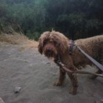 Wasserhund Colate, 01/2021, ca. 50 cm
