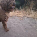 Wasserhund Colate, 01/2021, ca. 50 cm