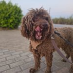 Wasserhund Colate, 01/2021, ca. 50 cm