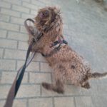 Wasserhund Colate, 01/2021, ca. 50 cm