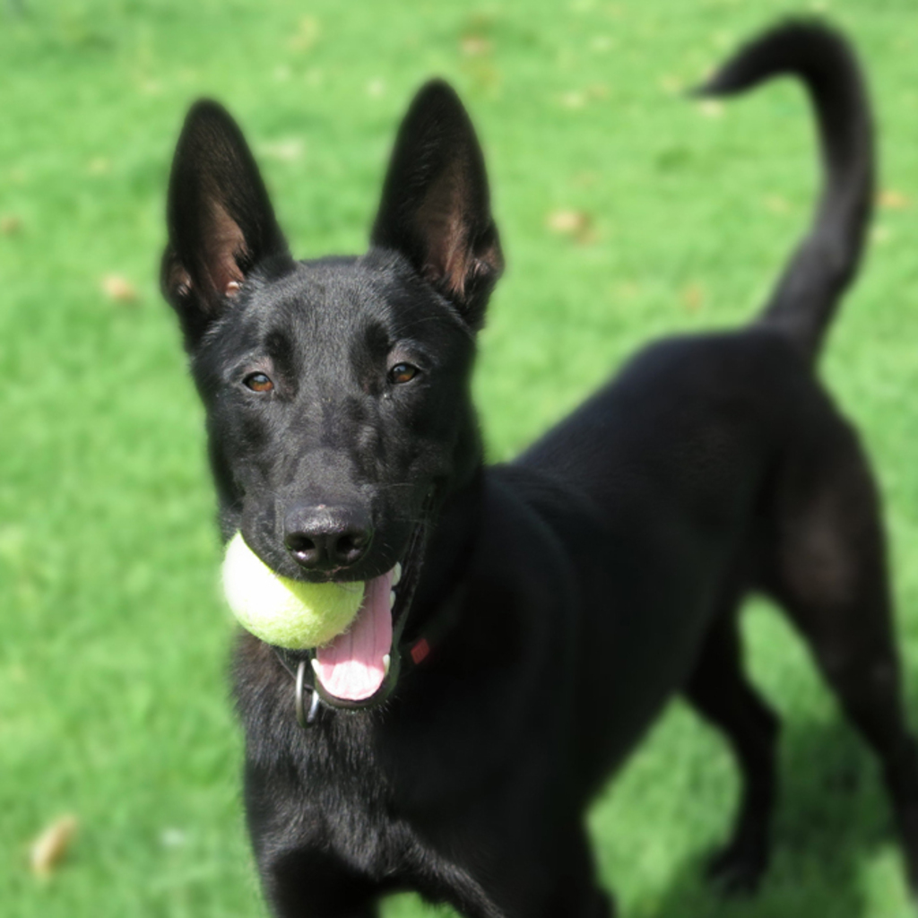 Malinois Mischling Conguito, 07/2025, ca. 65 cm