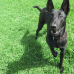 Malinois Mischling Conguito, 07/2025, ca. 65 cm