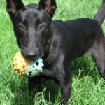 Malinois Mischling Conguito, 07/2025, ca. 65 cm