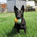 Malinois Mischling Conguito, 07/2025, ca. 65 cm