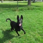Malinois Mischling Conguito, 07/2025, ca. 65 cm