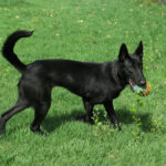 Malinois Mischling Conguito, 07/2025, ca. 65 cm