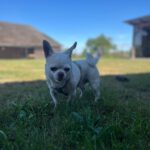 Chihuahua Mischling Copito, 12/2020, ca. 25 cm, 21335 Lüneburg