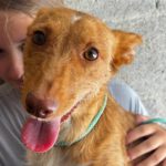 Podenco Dama, 06/2020, ca. 45 cm