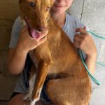 Podenco Dama, 06/2020, ca. 45 cm