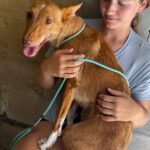 Podenco Dama, 06/2020, ca. 45 cm