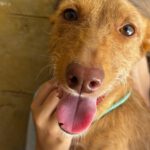 Podenco Dama, 06/2020, ca. 45 cm