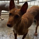 Podenco Dama, 06/2020, ca. 45 cm