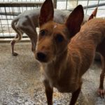 Podenco Dama, 06/2020, ca. 45 cm