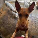 Podenco Dama, 06/2020, ca. 45 cm
